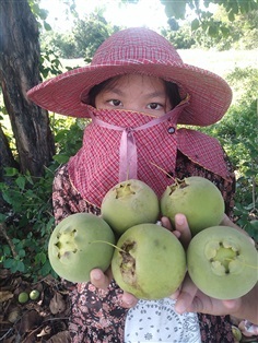 เมล็ดพันธุ์ผักกระโดนโคก