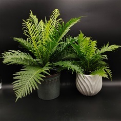 ทรีเฟิร์นบราซิลเลี่ยน (Brazilian Tree Fern) ต้นไม้ดูดสารพิษ | ร้าน Dr. Plant - สันทราย เชียงใหม่