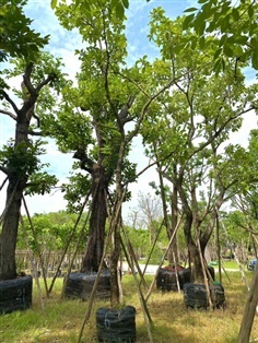 ต้นจิกน้ำ | สวนต้นอ้อ พันธุ์ไม้ - แก่งคอย สระบุรี