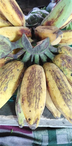 ขายหน่อกล้วยหักมุก | เมล็ดพันธุ์ดี เกษตรวิถีไทย - เมืองระยอง ระยอง