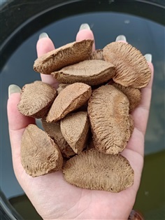  เมล็ดบราซิลนัท ( Brazil nut )