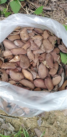 ขายเมล็ดโสกน้ำ | เมล็ดพันธุ์ดี เกษตรวิถีไทย - เมืองระยอง ระยอง