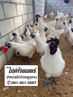 ไก่ดำเคยูภูพาน