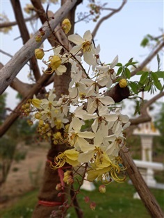 คูณขาว | สวนไอริณพันธุ์ไม้ - สามชุก สุพรรณบุรี