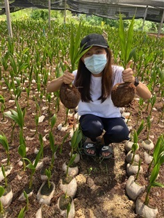 พันธุ์มะพร้าวน้ำหอมต้นเตี้ยบ้านแพ้ว ตูดจีบ น้ำหอม  | สวนบุญชูมะพร้าวน้ำหอมบ้านแพ้ว - เมืองสมุทรสงคราม สมุทรสงคราม