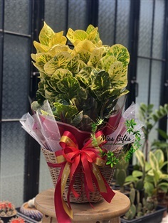 ของขวัญต้นไม้มงคล โกศลแผ่นดินทอง  (Codiaeum variegatum) | miss-gifts กระเช้าต้นไม้ของขวัญมีชีวิต -  กรุงเทพมหานคร