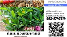 ขายต้นมะม่วงหิมพานต์เม็ดใหญ่ ดก ต้นละ 50 ยกชุด 300 ต้นส่งฟรี