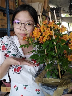 ขายต้นทองอุไรสีส้มแดง | เมล็ดพันธุ์ดี เกษตรวิถีไทย - เมืองระยอง ระยอง