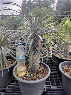 Pachypodium geayi