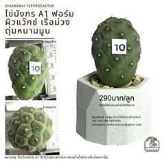 ไข่มังกร (Tephrocactus geometricus) ผิวสวย ปลอดไวรัส เด็ดสด 