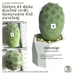 ไข่มังกร Tephrocactus geometricus เด็ดสด ปลอดไวรัส ผิวสวย 