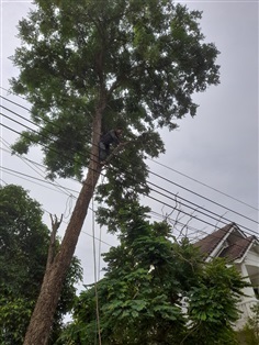 ตัดต้นไม้บางใหญ่ บางบัวทอง นนทบุรี กรุงเทพและปริมณฑล | ดูดีการ์เด้นโฮม - บางบัวทอง นนทบุรี