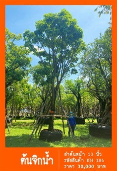 ต้นจิกน้ำ NO.186 | สวนเป็นหนึ่งพันธุ์ไม้ - วัฒนา กรุงเทพมหานคร