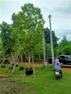 จำปี | สวน สุทธิยากร พันธุ์ไม้ - แก่งคอย สระบุรี