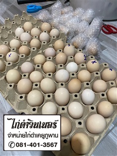 ไข่เชื้อไก่ดำ | พรหมหินอ่อน - พรานกระต่าย กำแพงเพชร