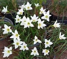 บัวดินสีขาว ดอกใหญ่