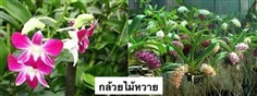 กล้วยไม้หวาย | Naisuanshop -  นนทบุรี