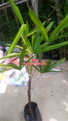 จั๋งด่าง