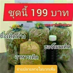 ชุดเพาะเห็ดฟาง199บาท