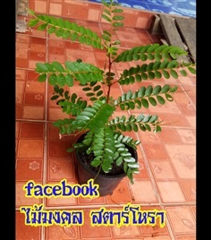 ว่านธรณีสาร | ไม้มงคล สตาร์โหรา - กระบุรี ระนอง