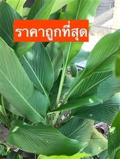 ขมิ้นขาว (ต้นพันธุ์) | นำชัย พรรณไม้ป่า+สมุนไพรหายาก - กุมภวาปี อุดรธานี