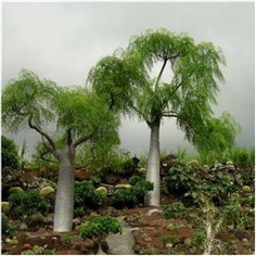 เมล็ดมะรุมยักษ์มาดากัสการ์ Moringa hildebrandtii | สวนลุงโจ๊ดเบาบับ8ริ้ว - เมืองฉะเชิงเทรา ฉะเชิงเทรา
