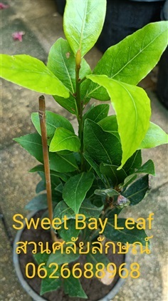 ต้นเบย์ลีฟ Sweet Bay Leaf