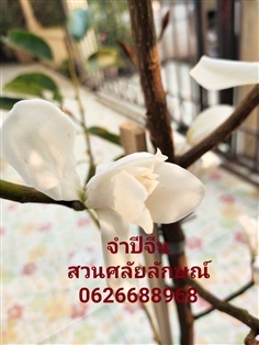 จำปีจีน | ร้านศลัญลักษณ์ พันธุ์ไม้ -  ปทุมธานี