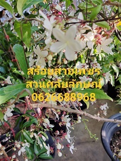 สร้อยสายเพชร