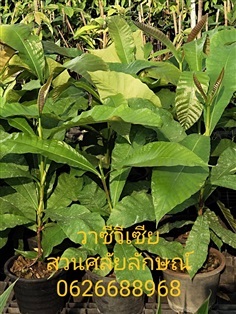 วาซีวีเซีย