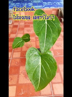 กวักโพธิ์เงิน | ไม้มงคล สตาร์โหรา - กระบุรี ระนอง