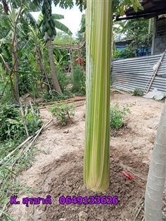 #กล้วยตานีด่าง ขายต้นแม่พันธุ์กล้วยตานีด่าง ลายสวยมาก  | ต้นแม่กล้วยตานีด่าง - เมืองนนทบุรี นนทบุรี