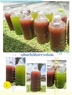 จุลินทรีย์สังเคราะห์แสงสีแดง (ม่วง) และสีเขียว