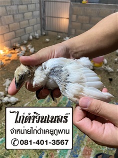 ไก่ดำ