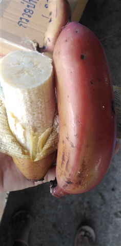 กล้วยนากยักษ์ทองผาภูมิ