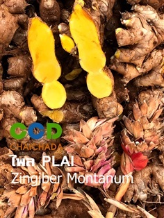 ไพลแห้ง บดผง และน้ำมันสารสกัด Zingiber Montanum