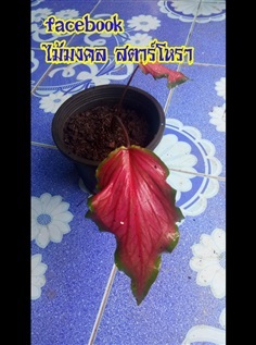 บอนสีกวนอู | ไม้มงคล สตาร์โหรา - กระบุรี ระนอง