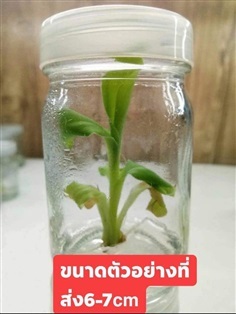 กล้วยเพาะเนื้อแดงอินโด ต้นละ4,500 | สายทองพืชสมุนไพร - บางพลี สมุทรปราการ