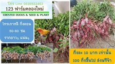 ไทรเกาหลี | 123ฟาร์มคลองใหม่ - สามพราน นครปฐม