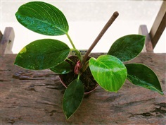 ฟิโลเดนดรอน เบอร์กิน (Philodendron Birkin)