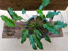 ฟิโลเดนดรอน ซานาดู (Philodendron Xanadu)