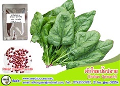 ผักโขม (Italian Spinach)  ผักโขมป๊อปอาย