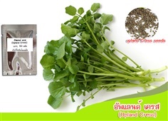 อัพแลนด์เครส (upland cress) อเมริกันเครส