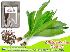 ผักชีฝรั่ง (Culantro) ผักหอมเป ผักชีใบเลื่อย | seedsuccess (ซีดซักเซส) - เขื่องใน อุบลราชธานี