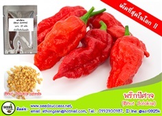 พริกปีศาจ (Bhut Jolokia) พริกเผ็ดที่สุดในโลก | seedsuccess (ซีดซักเซส) - เขื่องใน อุบลราชธานี