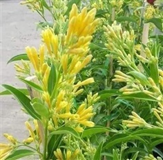 #ต้นราตรีสีเหลือง เป็นไม้ร่มรำไร เลี้ยงง่าย ดอกมีสีเหลือง 