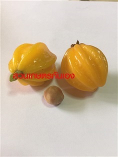 Eugenia neonitida / ต้นมะยมทอง 