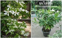 พุดเวียดนาม (ไม้พุ่ม-ดอกหอม)