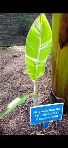 (ขายแล้ว)กล้วยด่าง,กล้วยน้ำว้าด่างขาวโอโม่ ต้นที่ 11 | BK garden -  ปราจีนบุรี
