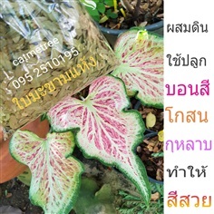 ใบมะขามแห้ง ไม่มีรา ใส่บอนสี โกสน กุหลาบ | catmetree - สะพานสูง กรุงเทพมหานคร